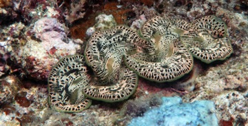 Giant Clam